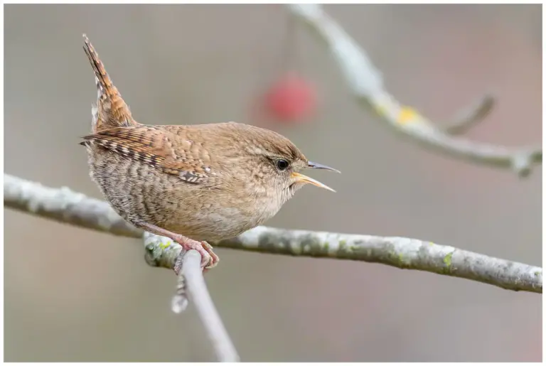 Gärdsmyg - (Winter Wren) - sjunger på en gren