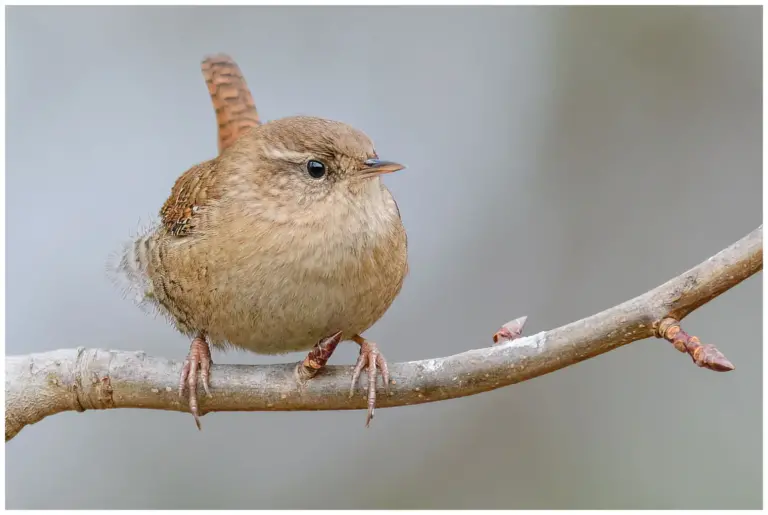 Gärdsmyg - (Winter Wren)