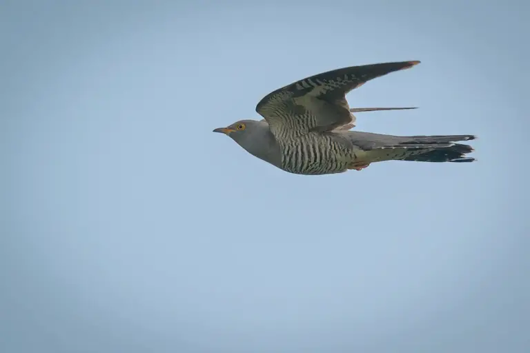 Gök - (Common Cuckoo)