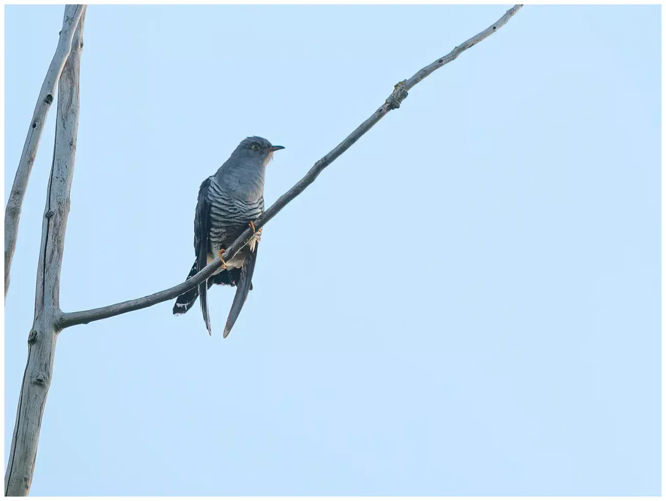 Gök - (Common Cuckoo)