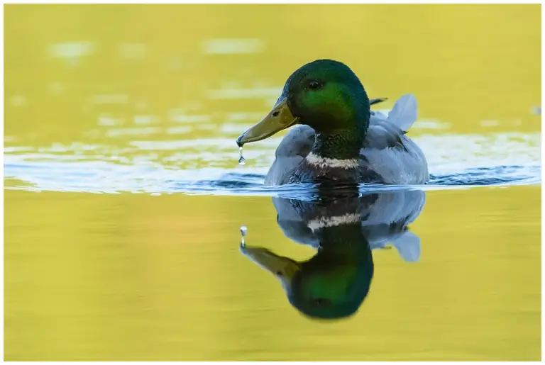 Gräsand - (Mallard)