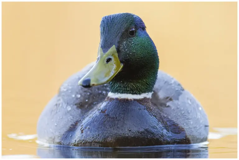 Gräsand - (Mallard) -hanne