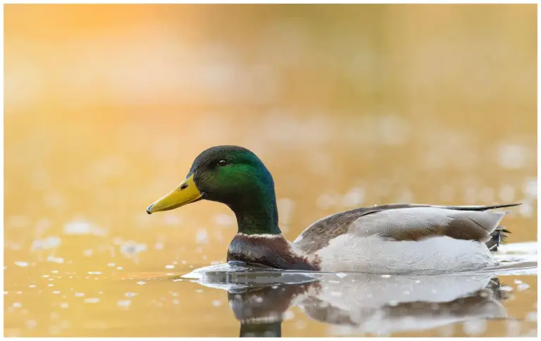 Gräsand - (Mallard)