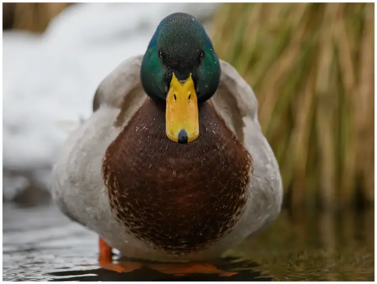 Gräsand - (Mallard) - hane