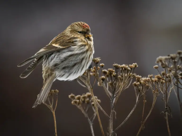 Gråsiska - Redpoll sitter på en torr växt