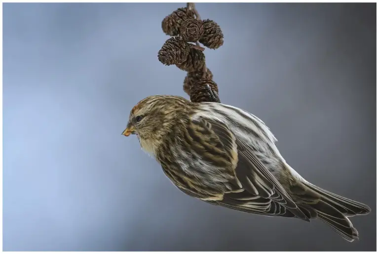 Gråsiska - Redpoll hänger från gren med alkottar