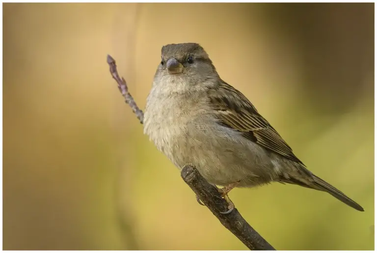 Gråsparv - (House Sparrow)