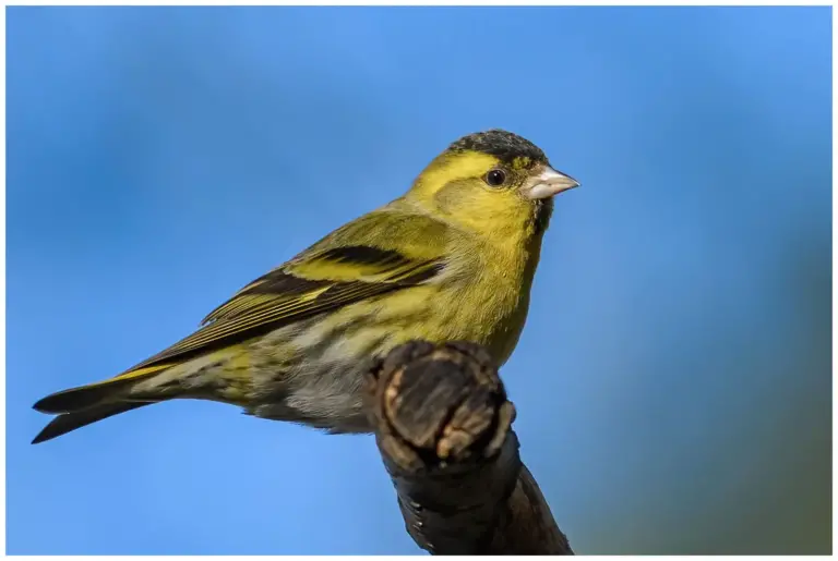 Grönsiska - (Eurasian Siskin)