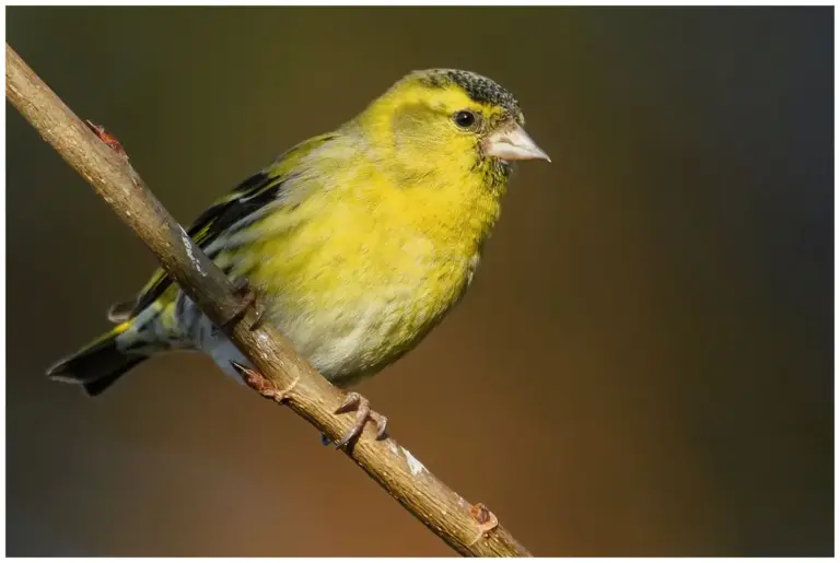 Grönsiska - (Eurasian Siskin)