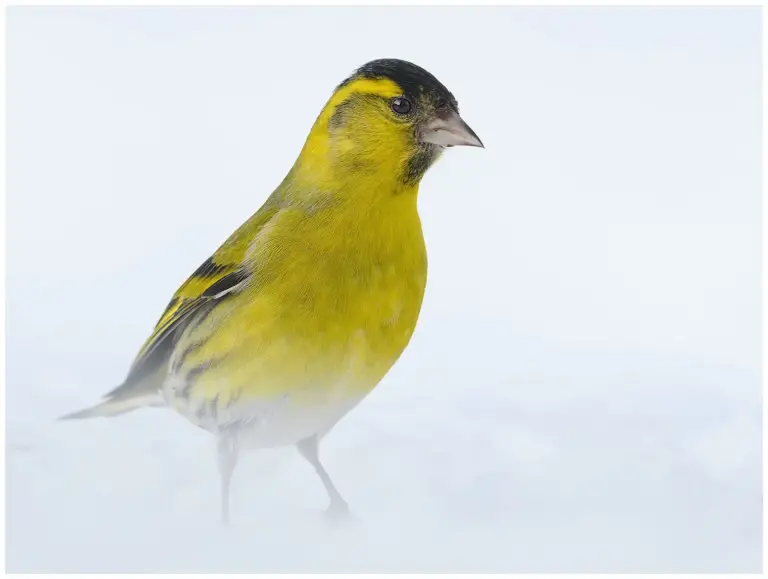 Grönsiska - (Eurasian Siskin) - hanne i snö