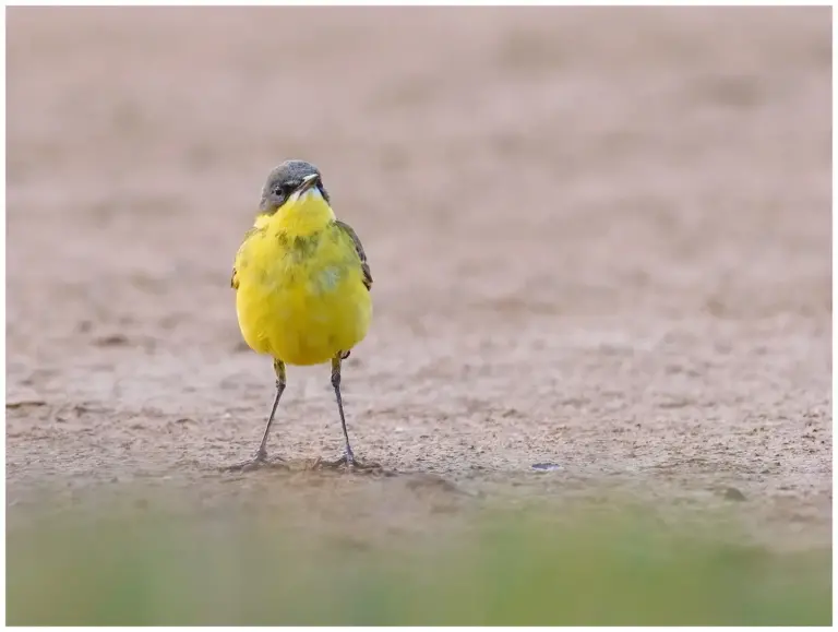 Gulärla - (Yellow Wagtail) - står rakt mot kameran