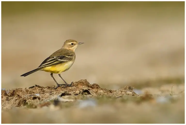 Gulärla - (Yellow Wagtail)