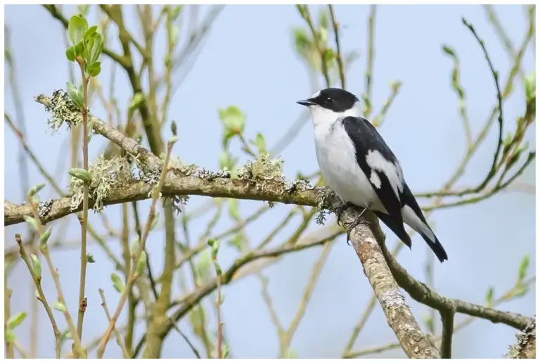 Halsbandsflugsnappare – (Collared Flycatcher)