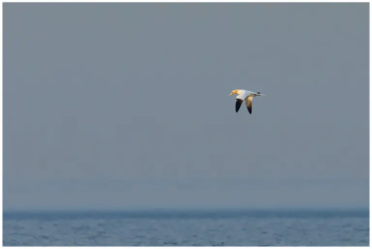 Havssula - (Northern Gannet) - på öland