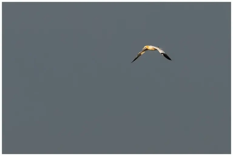 Havssula - (Northern Gannet)