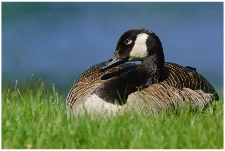 kanadagås - canada goose- branta canadensis