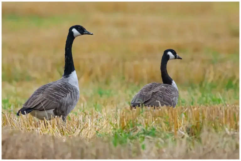 kanadagås - canada goose- branta canadensis