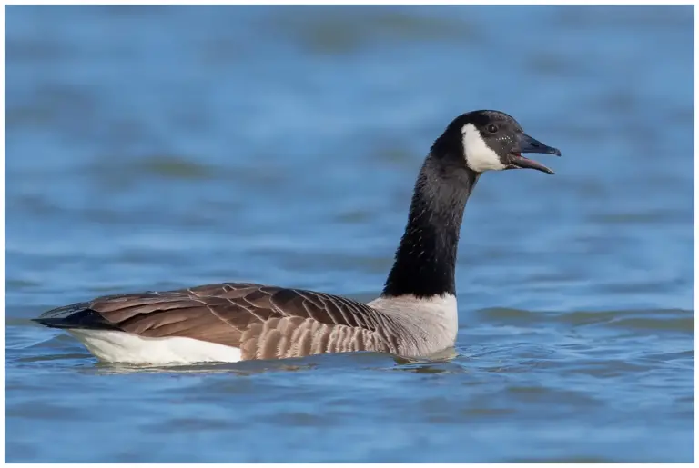 kanadagås - canada goose- branta canadensis