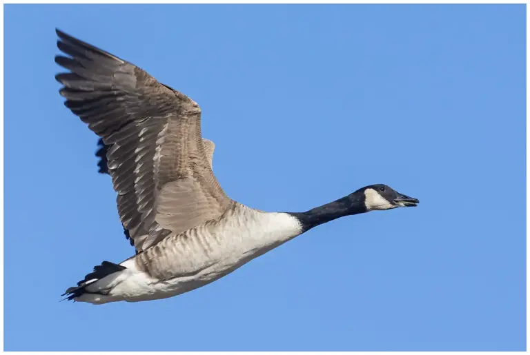 kanadagås - canada goose- branta canadensis