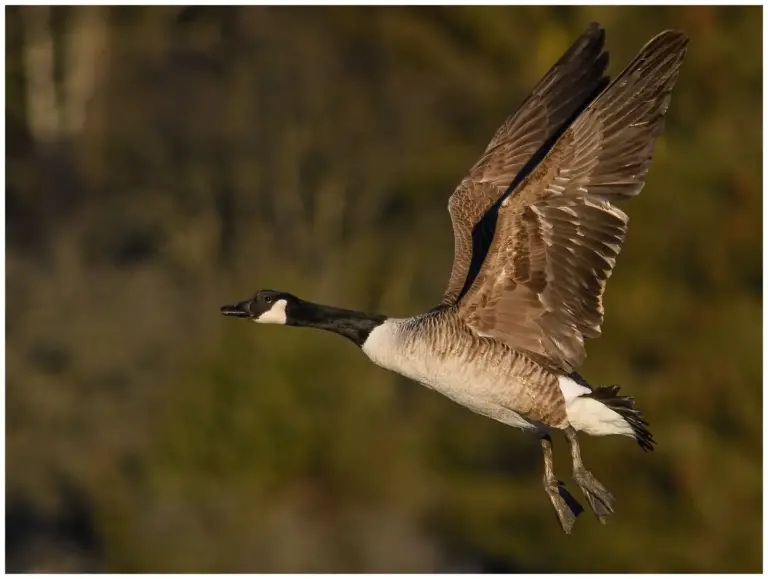 kanadagås - canada goose- branta canadensis