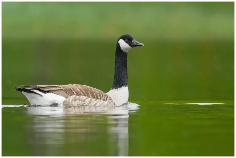 kanadagås - canada goose- branta canadensis