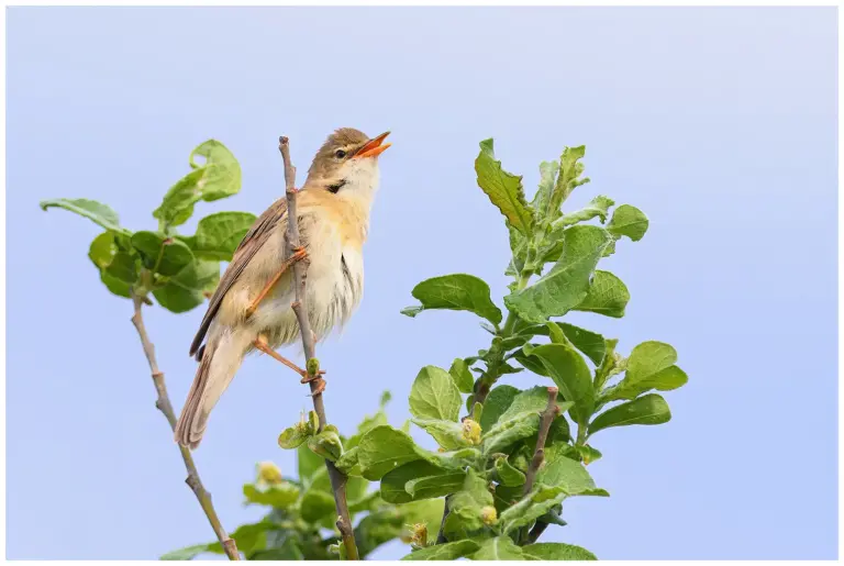 Kärrsångare – (Marsh Warbler)