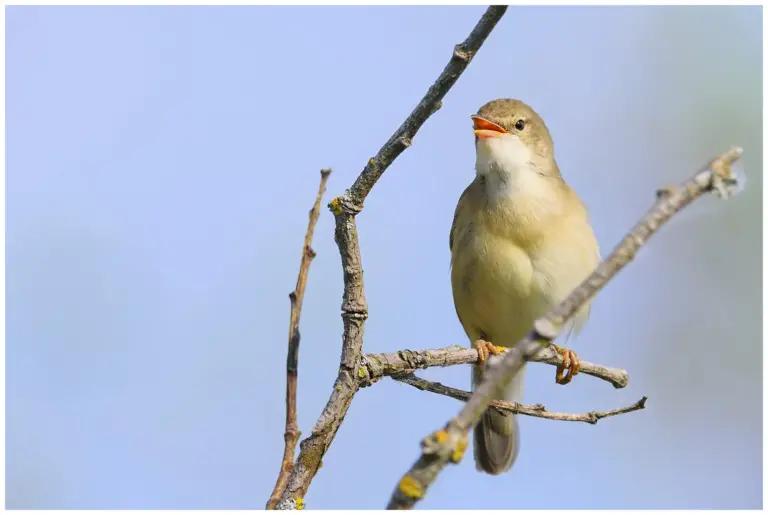 Kärrsångare – (Marsh Warbler)