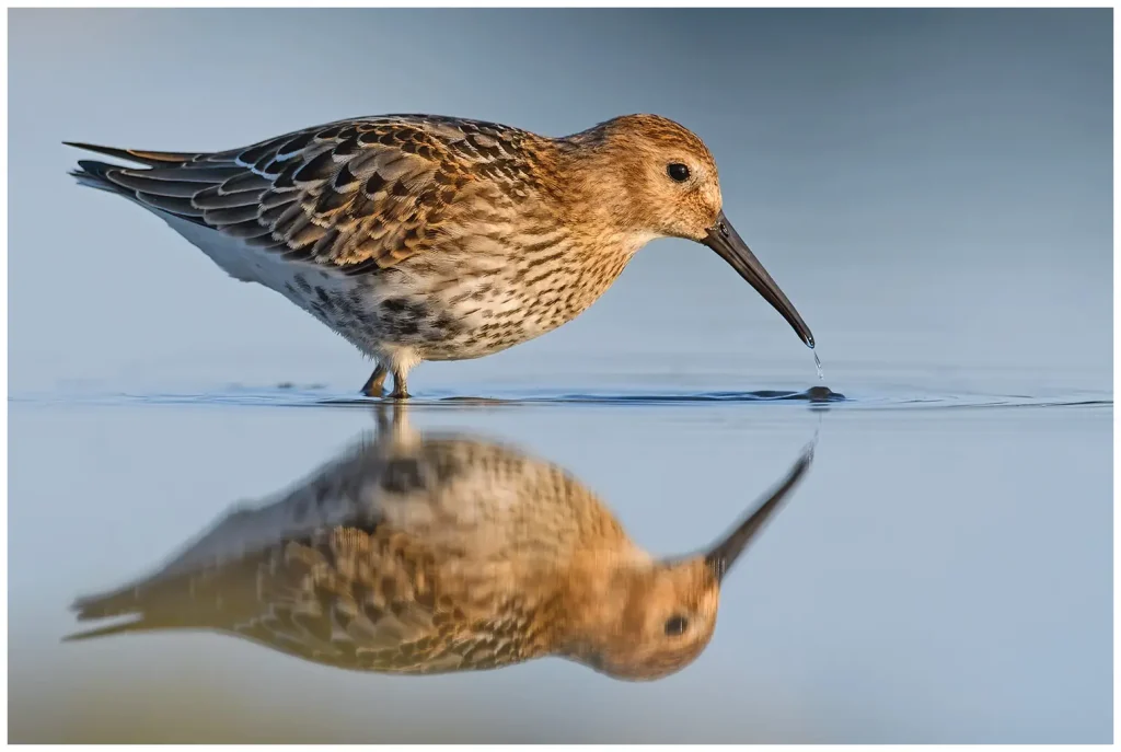 Kärrsnäppa - Dunlin Kärrsnäppa i profil med vatten vid näbben och en fin spegelreflex
