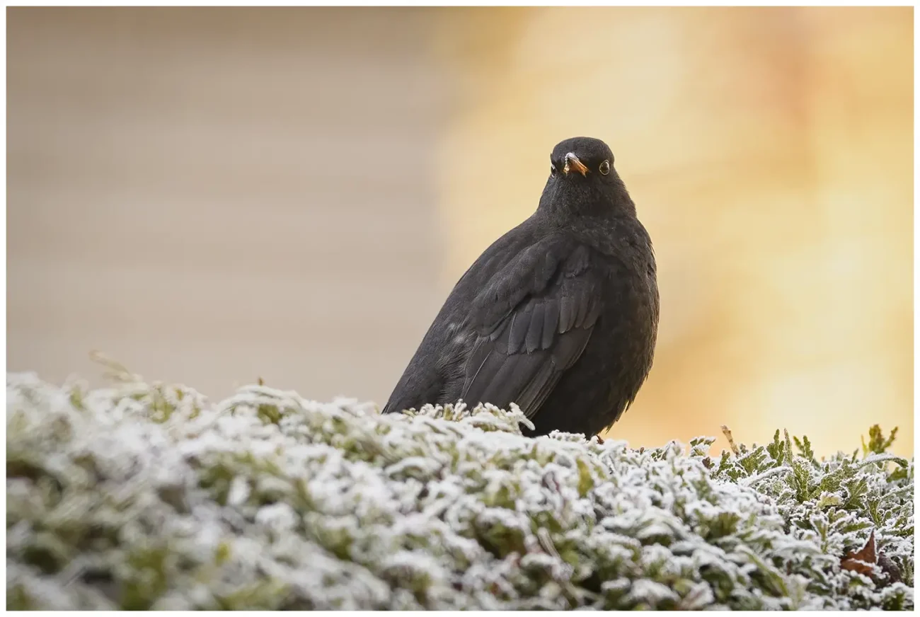 Koltrast - Blackbird - sitter på en häck med solens sken i bakgrunden