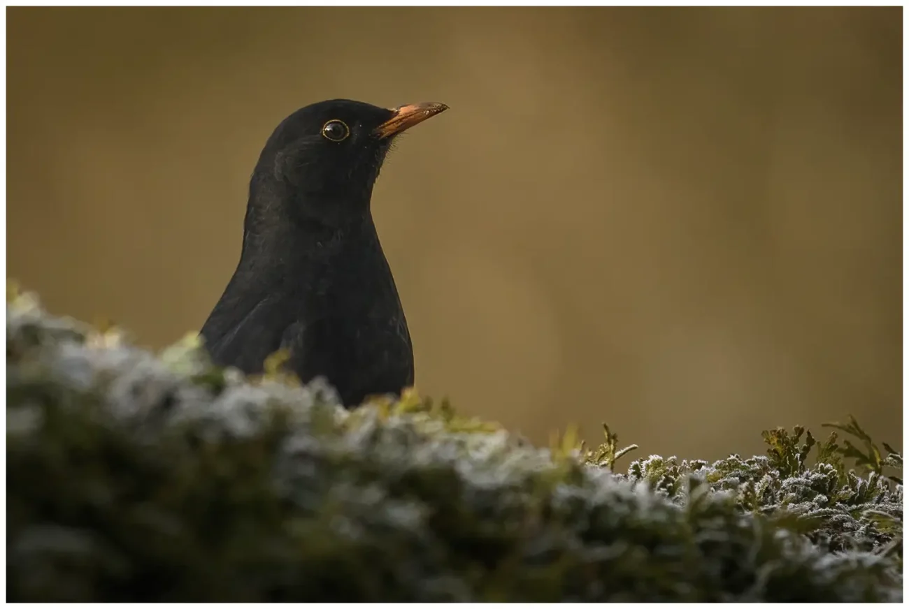 Koltrast - Blackbird - tittar upp från en buske