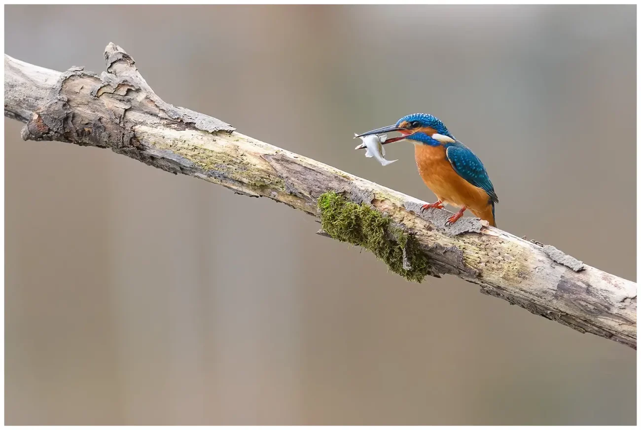Kungsfiskare - (Kingfisher) Står på en större gren med fisk i näbben