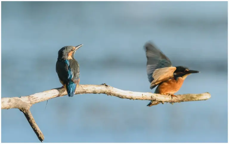 Kungsfiskare - (Kingfisher) två stycken på en torr gren i solsken