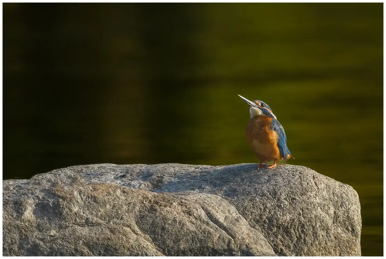 Kungsfiskare - (Kingfisher) på en sten och tittar upp