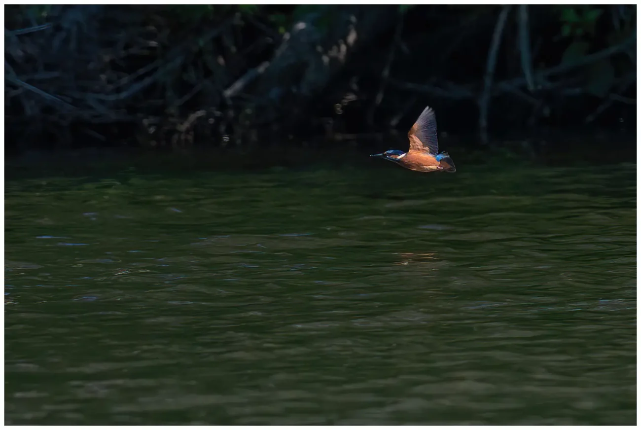 Kungsfiskare - (Kingfisher) flyger åt vänster tätt över vattnet