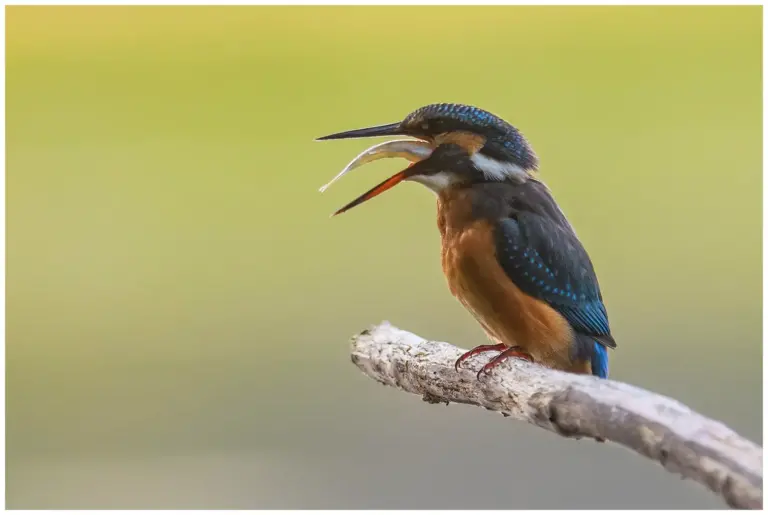 Kungsfiskare - (Kingfisher) sväljer en fisk 