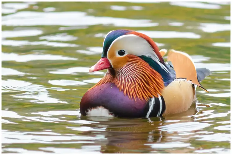 mandarinand - (mandarin duck)