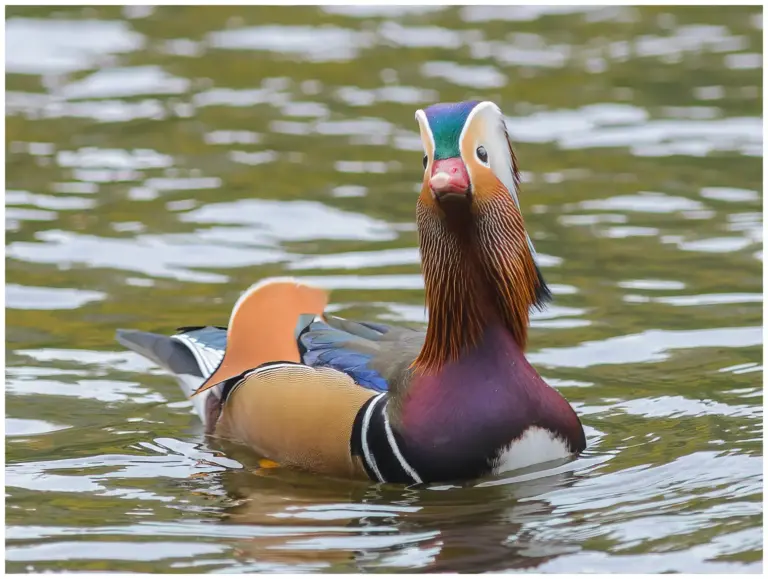 mandarinand - (mandarin duck)