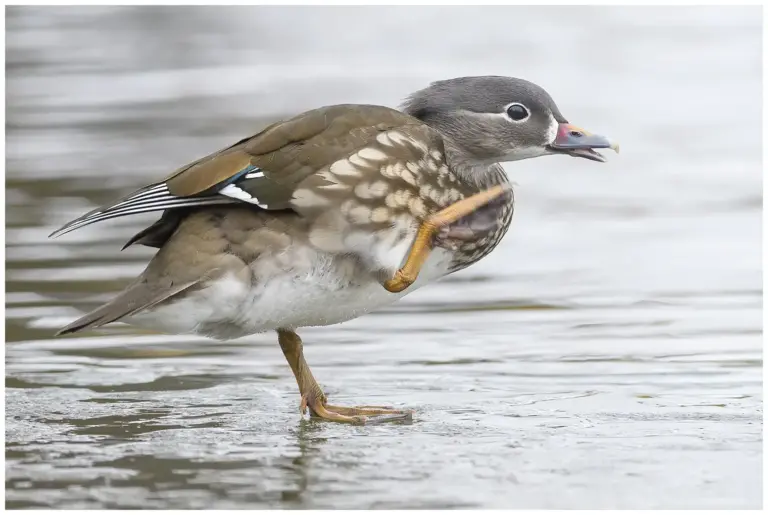 mandarinand - (mandarin duck) hona