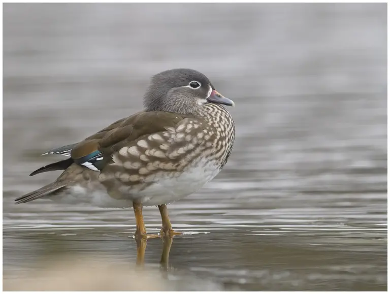 mandarinand - (mandarin duck) hona