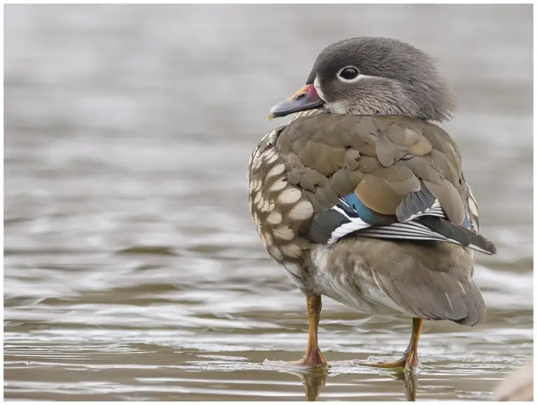 mandarinand - (mandarin duck) hona