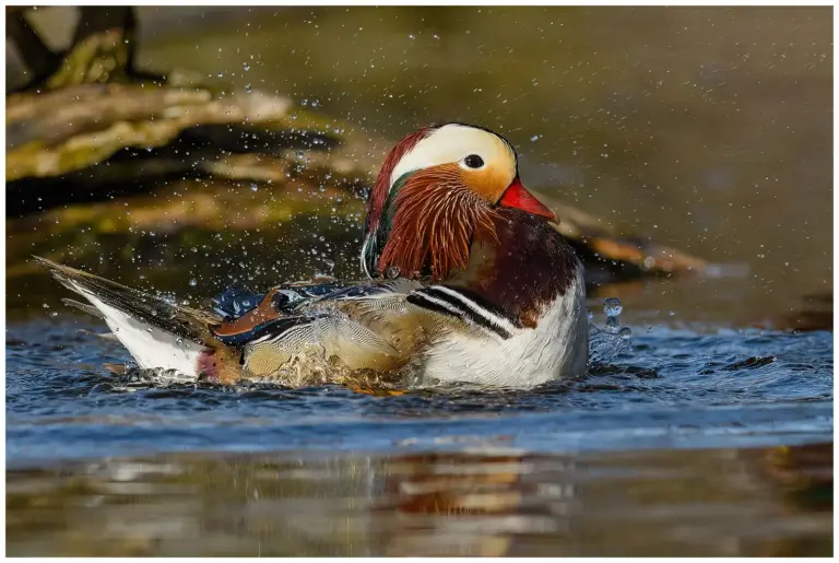 mandarinand - (mandarin duck)