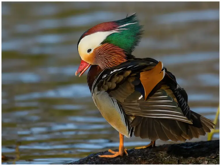 mandarinand - (mandarin duck)