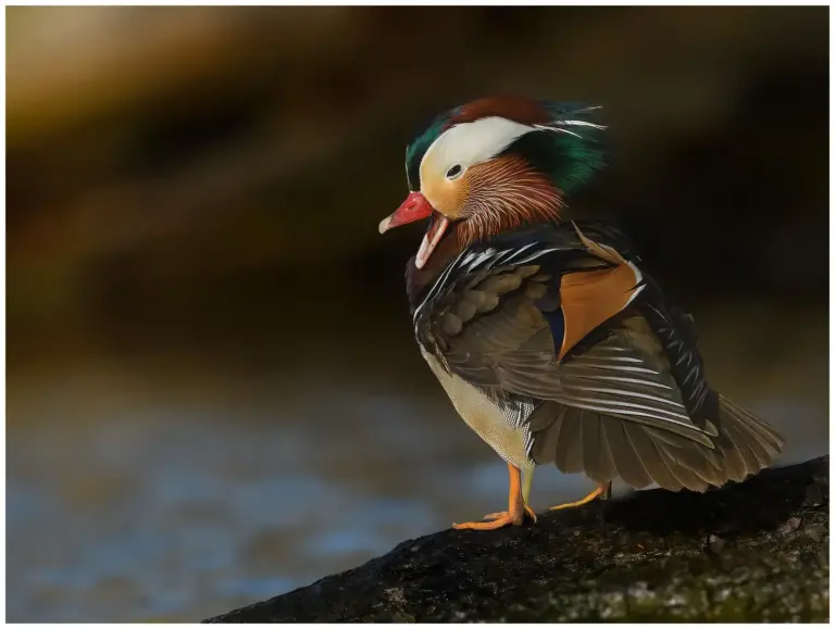 mandarinand - (mandarin duck)