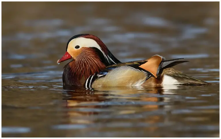 mandarinand - (mandarin duck)