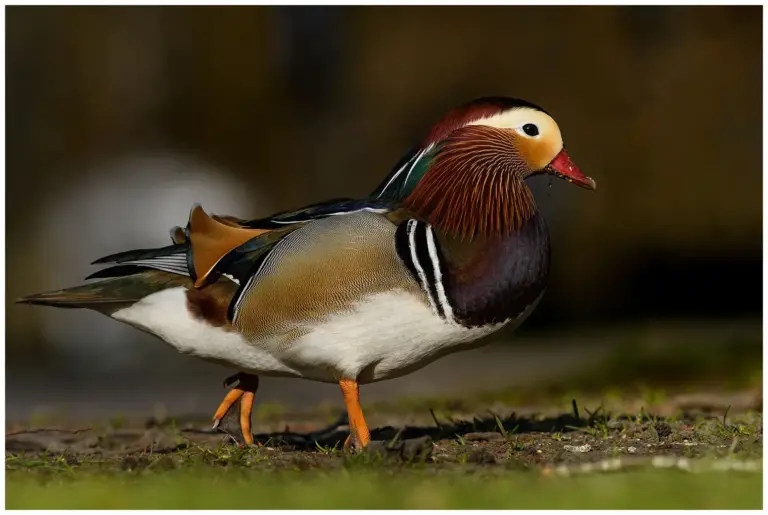 mandarinand - (mandarin duck)