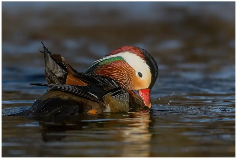 mandarinand - (mandarin duck)