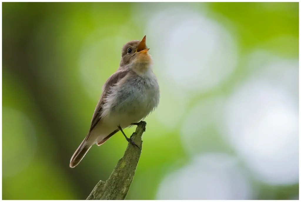 Mindre Flugsnappare - Red-breasted Flycatcher hane sjunger från toppen av en gammal gren