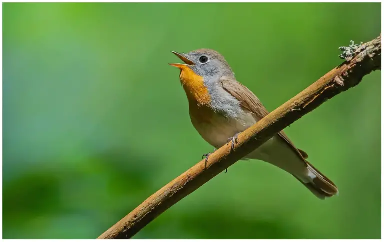 Mindre Flugsnappare - (Red-breasted Flycatcher) - hane sjunger från en gren med fin grön oskärpa i bakgrunden