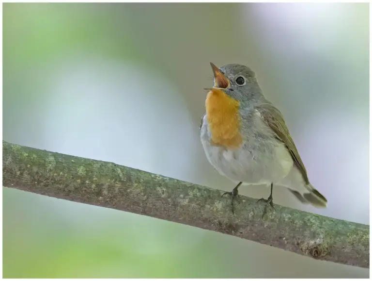 Mindre Flugsnappare - (Red-breasted Flycatcher) - som sjunger med öppen näbb från en gren i skogen