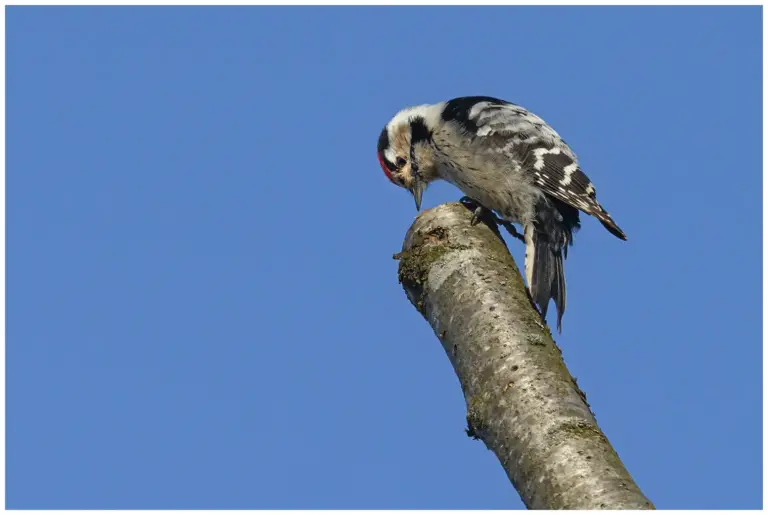 Mindre Hackspett - (Lesser Spotted Woodpecker)